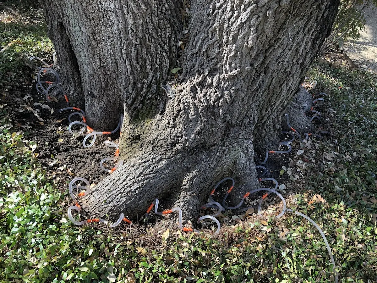 Detailed Tree Cabling and Bracing job site in Rueter