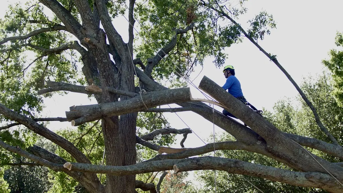 Professional Hazardous Tree Removal performed by certified arborists in Rueter